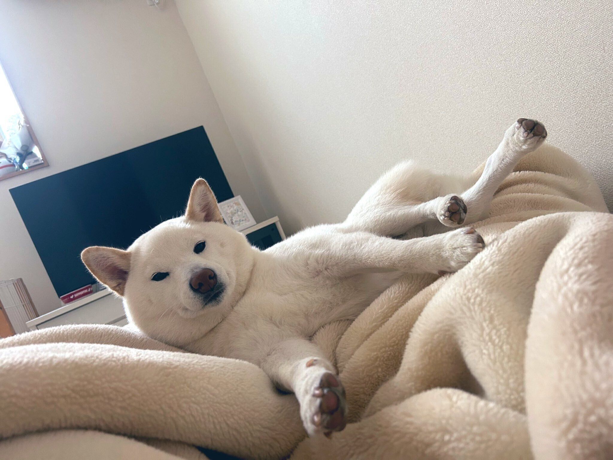 まったりするもち吉くん