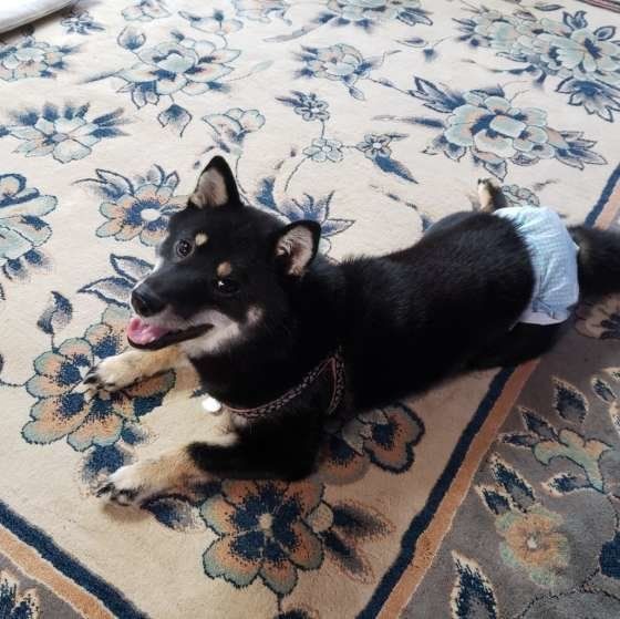 伏せをする柴犬