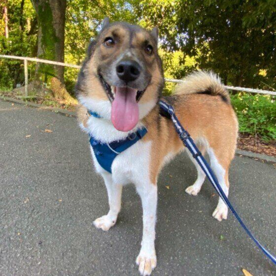 Mix中型犬のウニくん