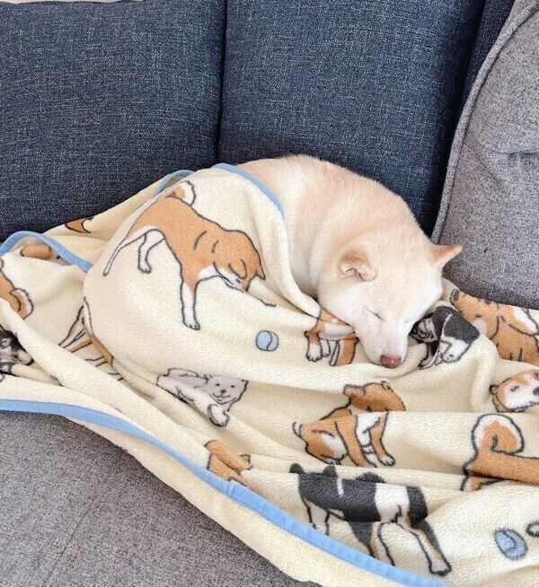 眠るゆきちゃん