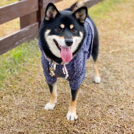 柴犬のラガーちゃん