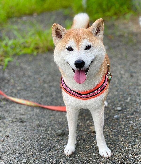 笑顔が可愛いあんずちゃん