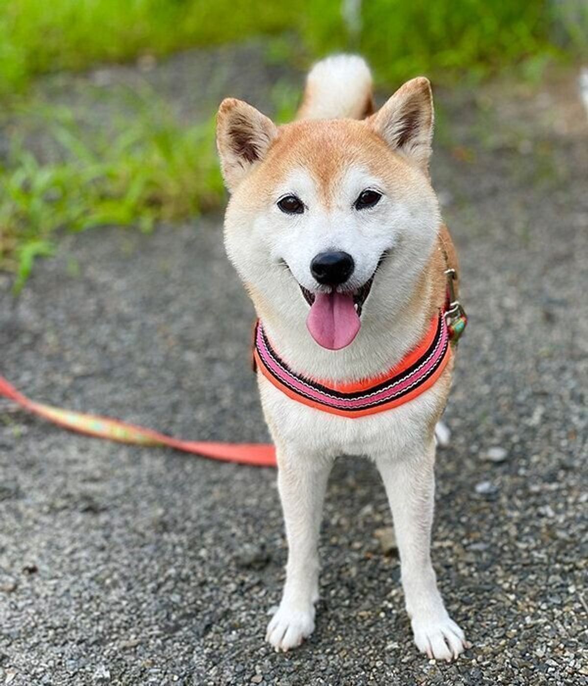 トリミングを終えた柴犬 飼い主さんに近づいて 直後の行動 に思わず爆笑 いぬのきもちweb Magazine トリミングを終えた柴犬 飼い主さんに近づいて 直後の行動 に思わず爆笑 いぬのきもちweb Magazine