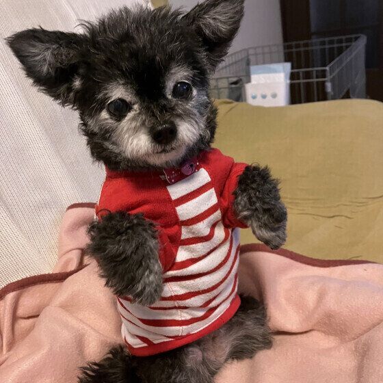 小型犬のチョコちゃん