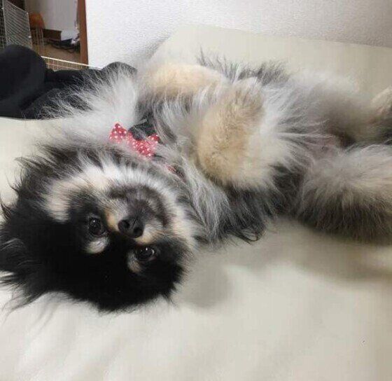 ポメラニアン