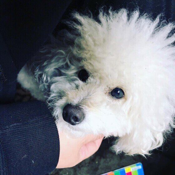 飼い主さんをみつめるハルタロウ