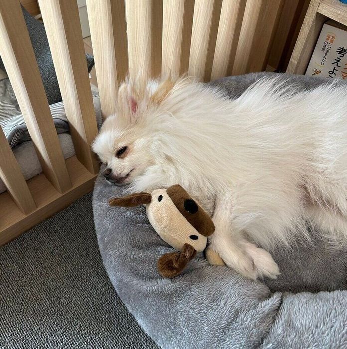 おもちゃを抱えて眠る1才の頃の天くん