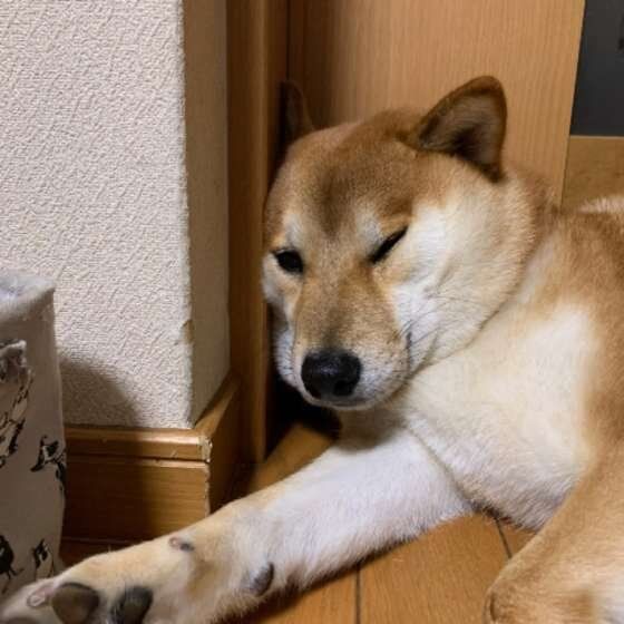 寝転がる柴犬