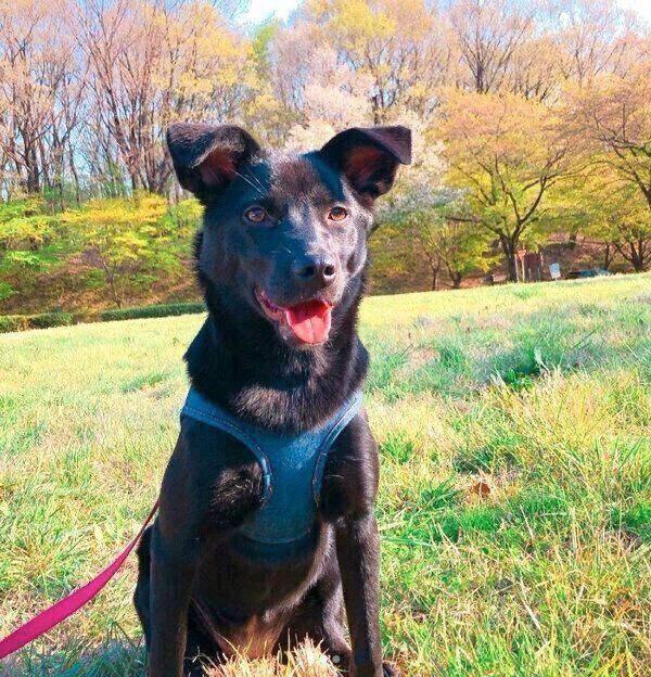 お散歩するはなちゃん