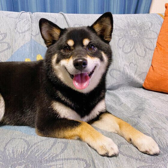 ラガーちゃん（柴）