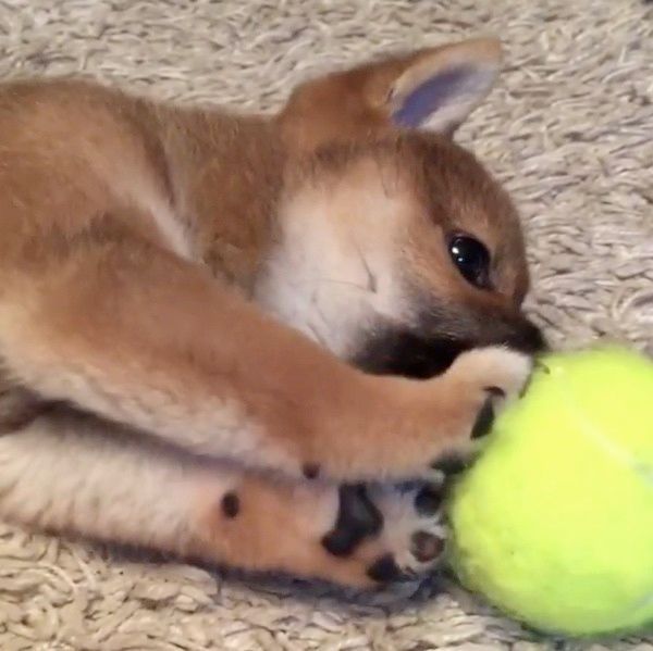 ボールで遊ぶ柴犬