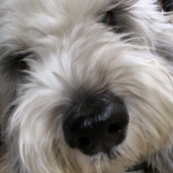 プチ・バセット・グリフォン・バンデーン