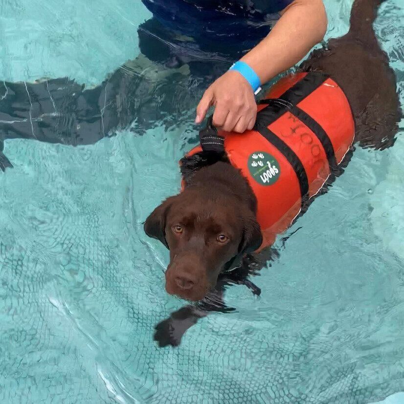 犬のプールでライフジャケットを着て泳ぐ大型犬