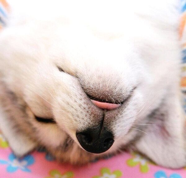 舌を出して眠る子犬時代のいろはちゃん