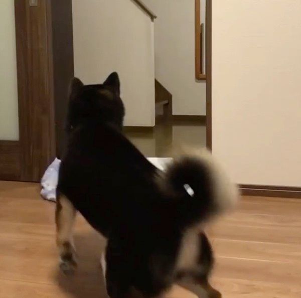 ドッキリを仕掛けられる柴犬