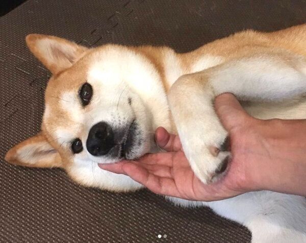 甘える咲ク太郎くん