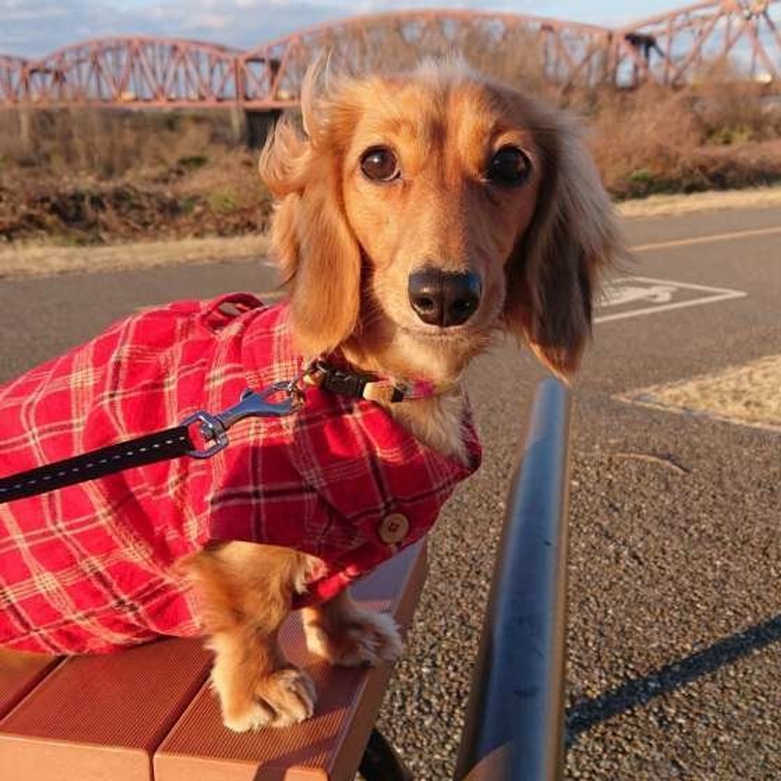 犬のオシッコ ただ水で流してる 正しいオシッコ ウンチの処理法は いぬのきもちweb Magazine 犬のオシッコ ただ水で流してる 正しいオシッコ ウンチの処理法は いぬのきもちweb Magazine