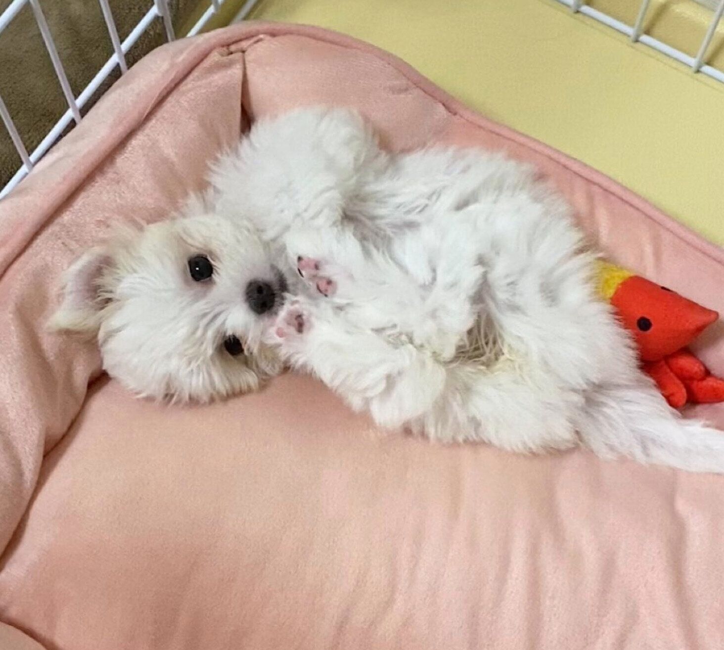 生後3カ月のころに撮影したおもちちゃん