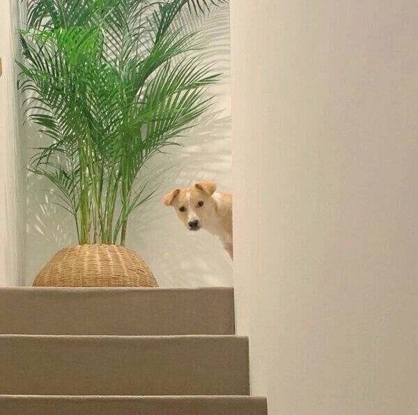 のぞきに来るのに近寄るとすぐ逃げる杢くん