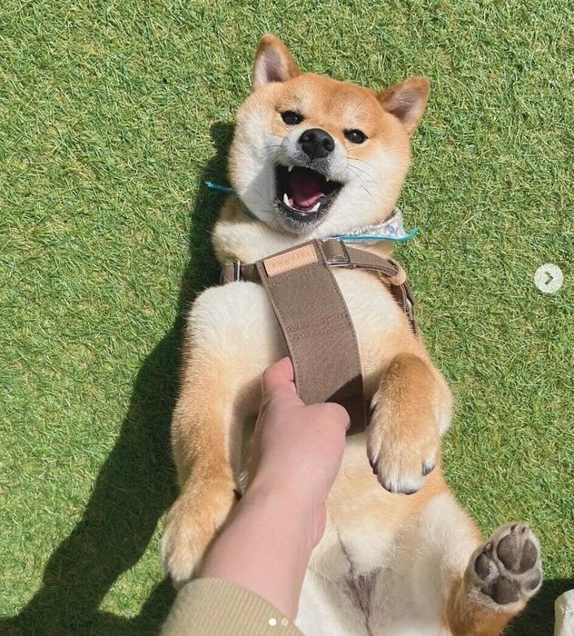 ヘソ天するうにちゃん