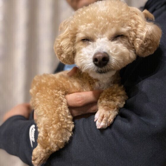 犬が飼い主の手を舐める理由と対処法 人の手をペロペロするのはなぜ？ いぬのきもち