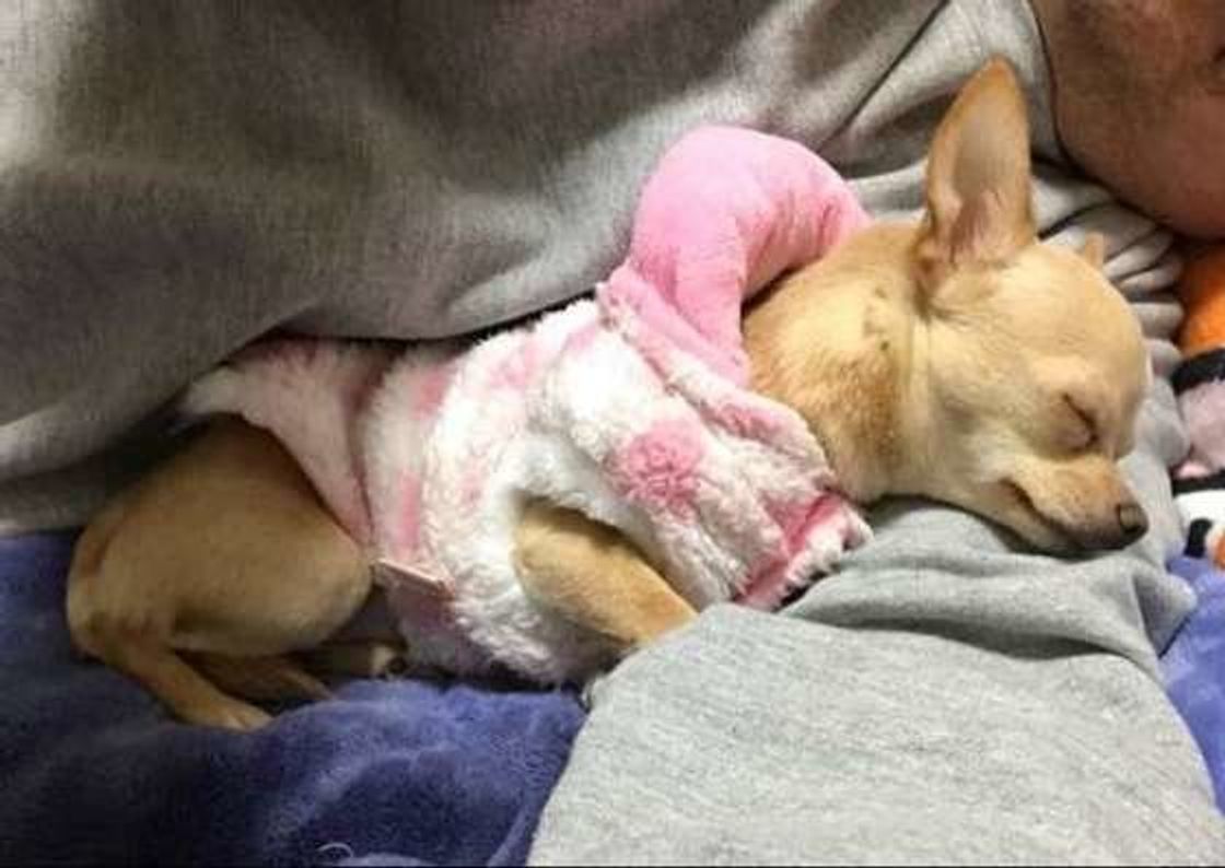 腕 枕 で 寝る 犬
