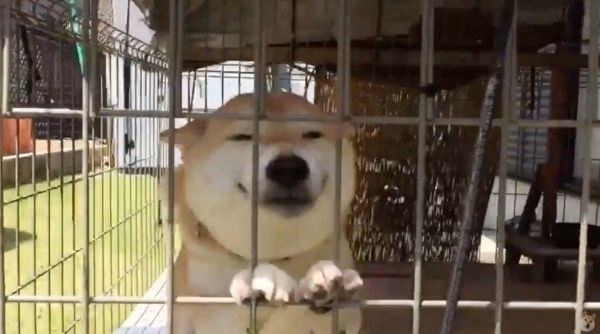 帰りを待つ犬