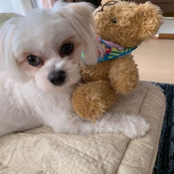 ぬいぐるみを抱える犬