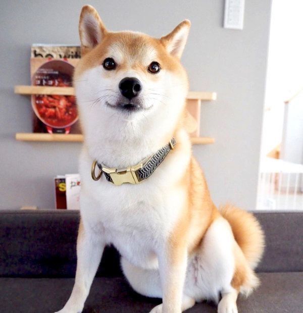 凛々しい姿の柴犬