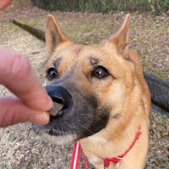 ニオイを嗅ぐ犬