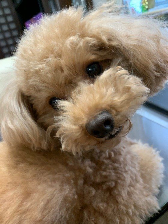 かわいいトイ・プードル