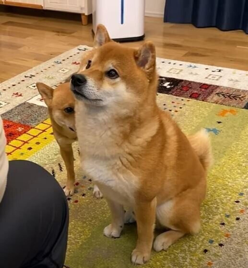 妹犬がパパさんに褒められていると ドヤ顔で自分も褒められ待ちをする兄犬 いぬのきもちweb Magazine 妹犬がパパさんに褒められていると ドヤ顔で自分も褒められ待ちをする兄犬 いぬのきもちweb Magazine