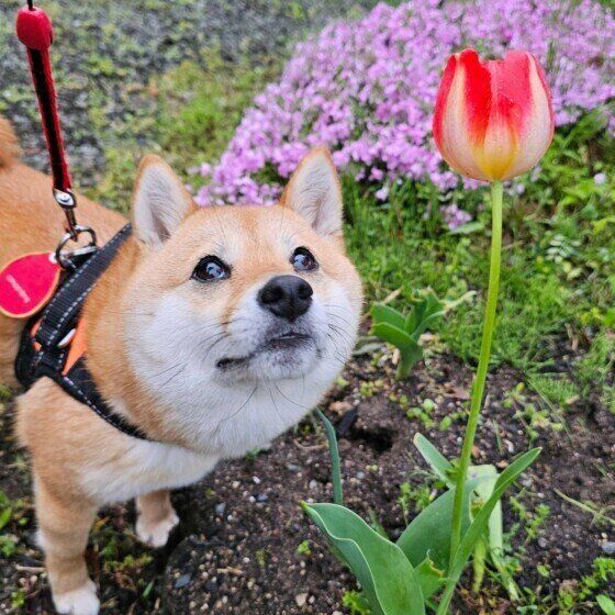犬の花粉症の症状と治療法 今日からできる犬の花粉症対策とは？ いぬのきもち