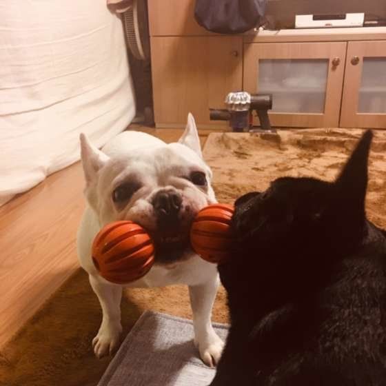 遊ぶフレンチブルドッグ