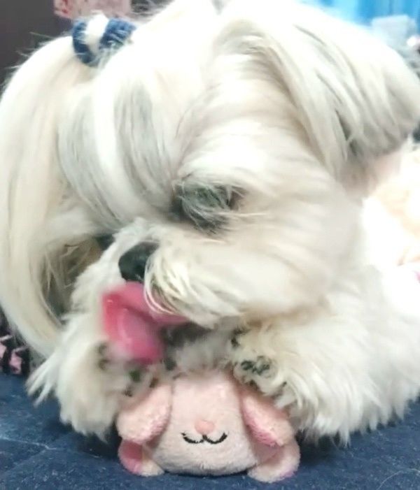 おもちゃで遊ぶシー・ズー