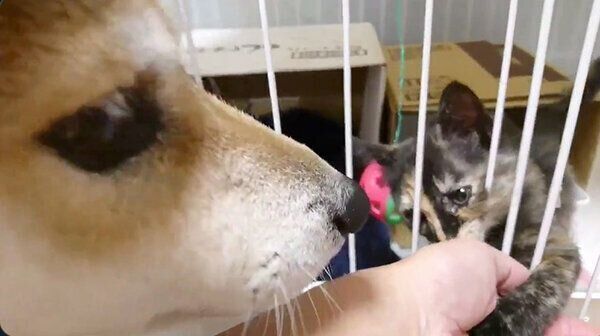 子猫を見つめるなつさん