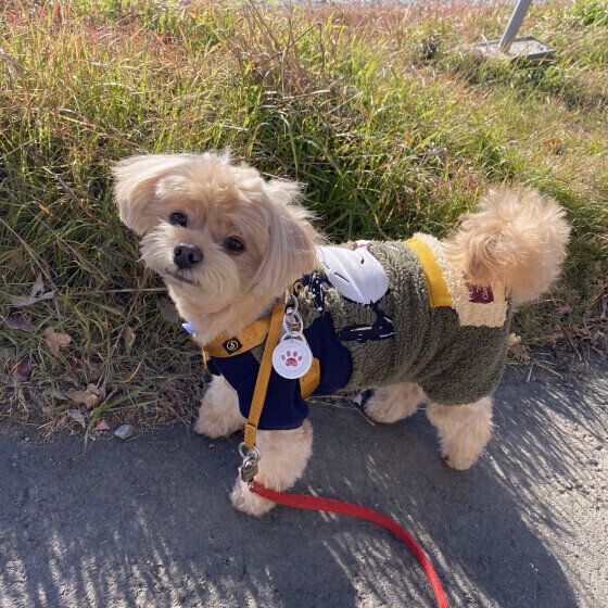 Mix（小型犬）のマル太くん♪