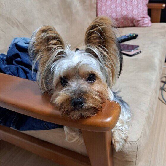 見つめるヨークシャー・テリア