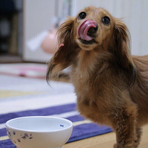 満足そうに舌なめずりするミニチュア・ダックスフンド