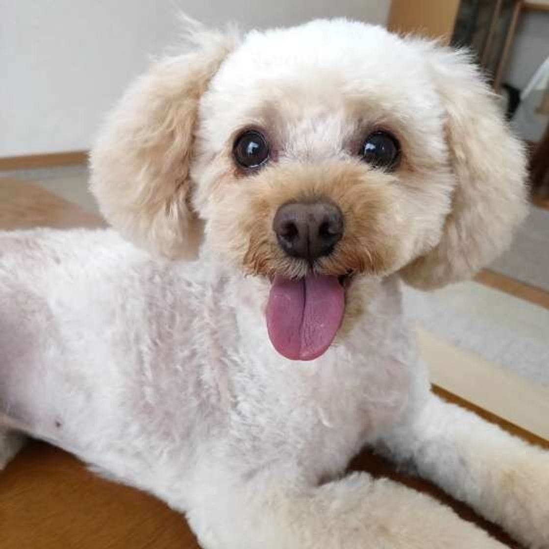 人によって態度を変える 犬の実態 ショッキングな光景を目撃した人も いぬのきもちweb Magazine 人によって態度を変える 犬の実態 ショッキングな光景を目撃した人も いぬのきもちweb Magazine