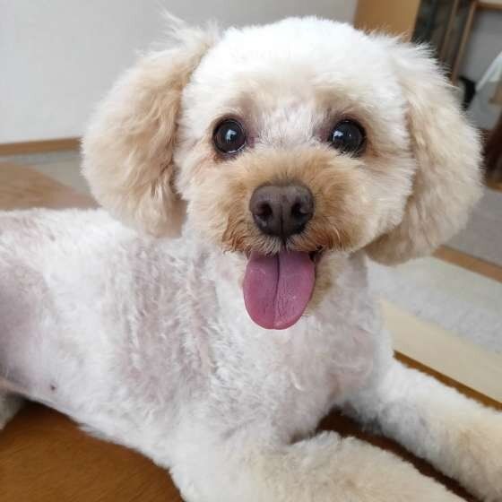 笑うトイ・プードル