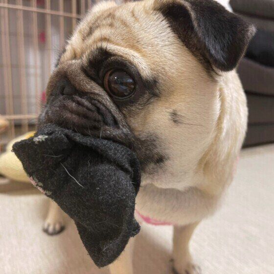 靴下をくわえるパグ