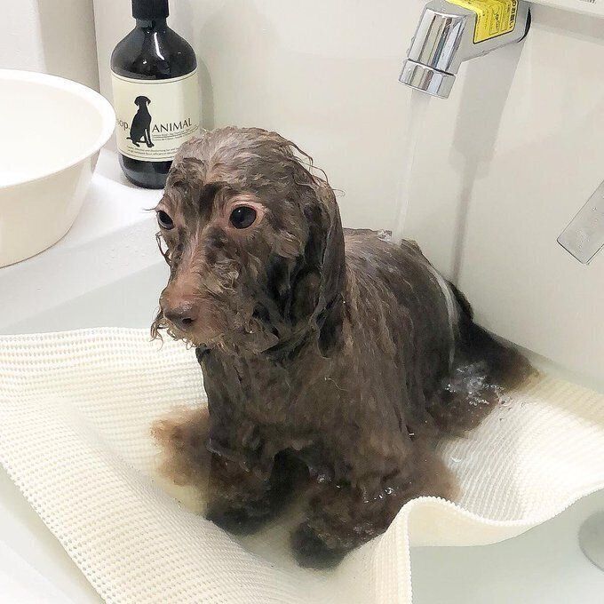 シャンプー中の写真