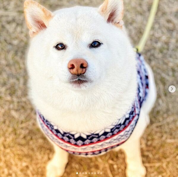 見つめるごん太くん