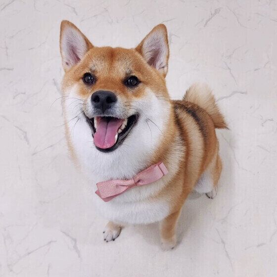 犬に好かれるためのコツってあるの？ 犬に嫌われないための接し方とは いぬのきもち