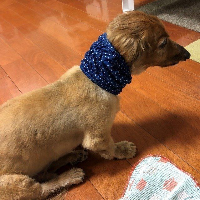 ごはんのときも耳を汚さない 100均のスヌード 愛犬に使ってみた いぬのきもちweb Magazine