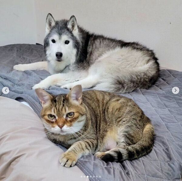 セリカちゃんと同居猫・マルちゃん