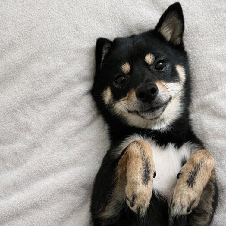 ベッドの上に寝転がるおひめちゃん