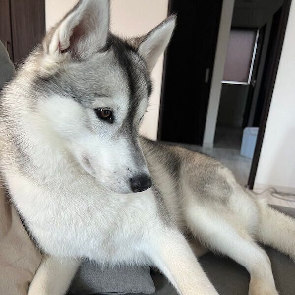 飼い主さんを心配するリアンちゃん