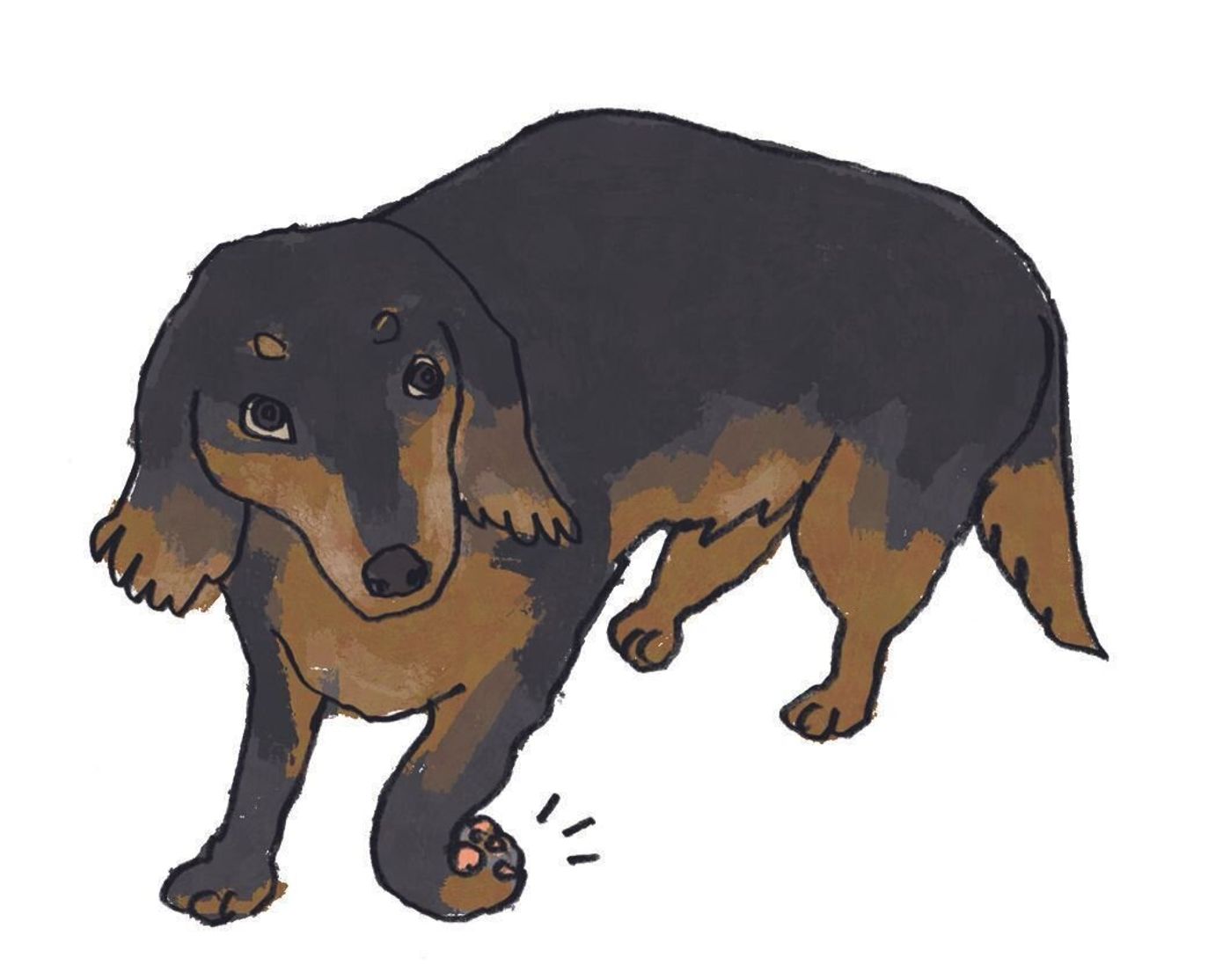 ナックリング って何 慌てないために知っておきたいシニア犬用語 いぬのきもちweb Magazine ナックリング って何 慌てないために知っておきたいシニア犬用語 いぬのきもちweb Magazine